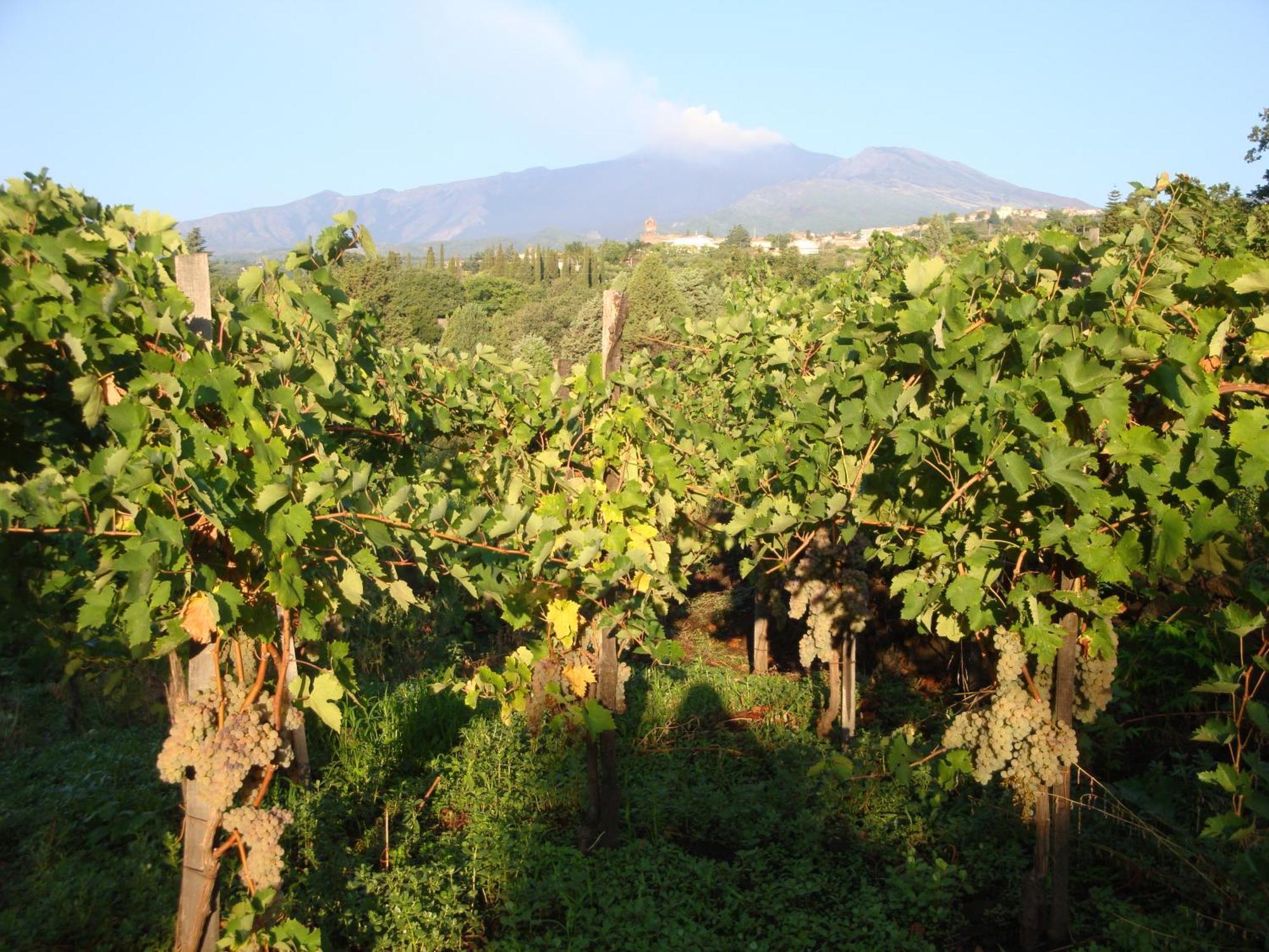 Villa Iolanda-Sive Natura Wine&House Giarre Exterior foto
