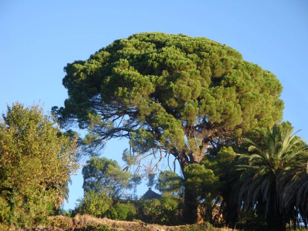 Villa Iolanda-Sive Natura Wine&House Giarre Exterior foto